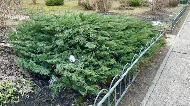 Cossack juniper shrub beside metal fence on sunny spring day near house yard, low sprawling evergreen with dense green foliage