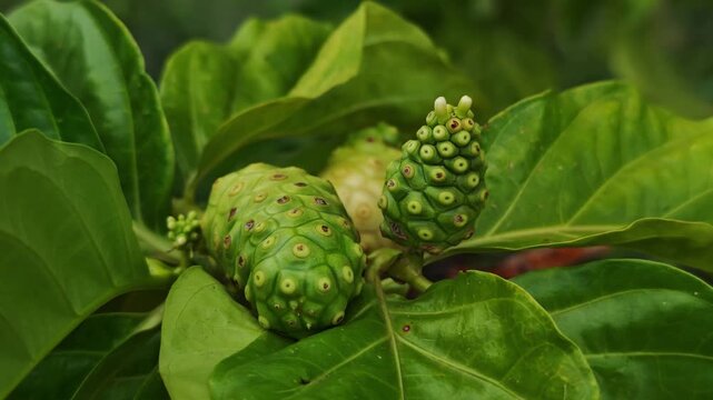 Noni fruit on the tree