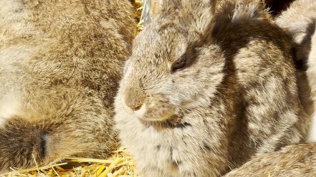 A sleepy brown rabbit rests contentedly among its companions. Its warm, fluffy fur creates a cozy and peaceful feeling as the group huddles together on a sunny bed of golden straw.