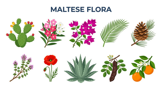 Collection of Maltese Flora Illustrations with Diverse Plant Species.