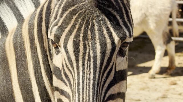 A curious zebra stares directly forward, showcasing its distinct black and white striped fur and dark, expressive eyes. The intense, up-close gaze evokes a sense of wonder in outdoor environment.