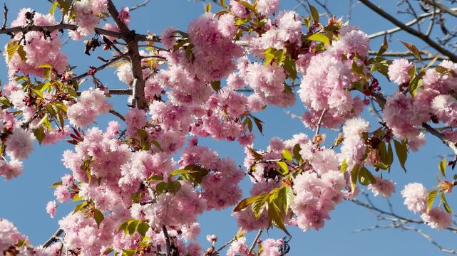 A vibrant Kanzan cherry tree displays abundant pink flowers against a bright blue background. These soft, layered blossoms evoke feelings of tranquility and the fresh joy of a sunny spring day.