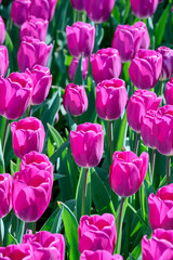 Fototapeta premium purple tulips Ruska in the sun
