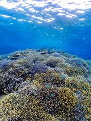 沖縄の美しい海で太陽の光が差し込むサンゴ礁と熱帯魚の風景写真 © 剛 花田