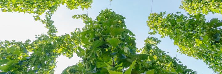 Growing hops under a clear sky at a farm in summer with green vines reaching upward © Fleuronica