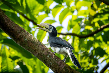 Oriental pied hornbill © Fabian