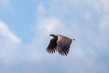 Fototapeta premium Grey headed fish eagle