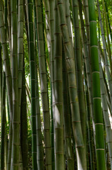 Obraz premium Close-up of towering bamboo stalks in a green grove with natural sunlight and soft bokeh background texture for tropical atmosphere