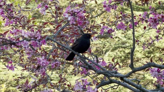 A dark blackbird perches calmly on a tree branch surrounded by blooming pink blossoms. The soft light filtering through the quiet garden creates a charming and heartwarming springtime scene.