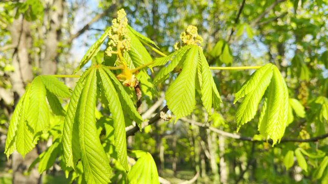 Fresh, bright green horse chestnut leaves unfold alongside young flower buds on a branch, inspiring a warm feeling of renewed energy and hope in the peaceful spring woods.