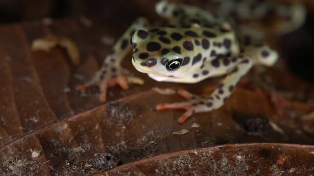 Rio Pescado Jambato Toad (Atelopus balios), Ecuador. Captive bred individuals of this critically endangered species feeding on fruit flies