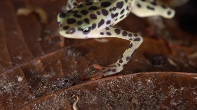 Rio Pescado Jambato Toad (Atelopus balios), Ecuador. Captive bred individuals of this critically endangered species feeding on fruit flies