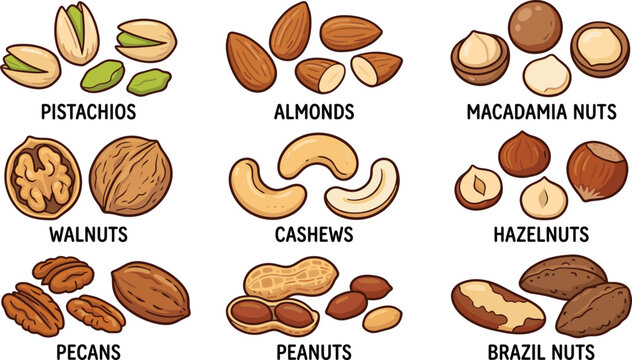 Edible nuts vector set, pistachios almonds macadamia walnuts cashews hazelnuts pecans peanuts brazil nuts illustration