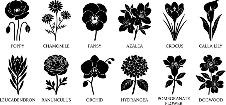 Twelve black silhouettes of flowers arranged in three rows, each labeled with its botanical name.