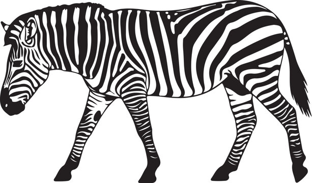 Black and white zebra walking left striped animal mammal