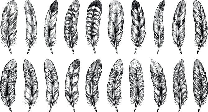Detailed Black and White Feather Illustrations with Various Patterns and Designs for Nature and Wildlife Themes