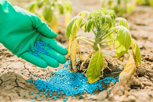 hand pour fertilizer granule to save dying wilting plant