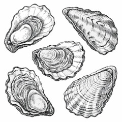 Oyster shells vintage style ink sketch illustration on white background © Buddiswar