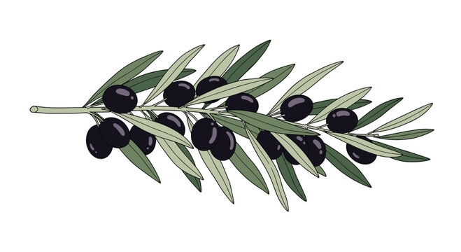 Detailed illustration of a leafy olive branch with many dark ripe olives shown on a clean white background for cooking.
