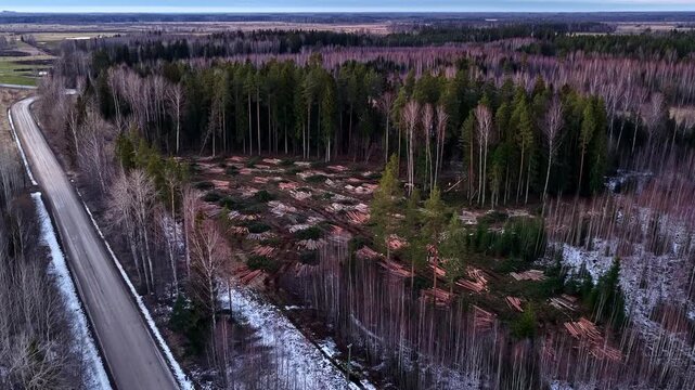 Forest clearing showing logging operation and deforestation impact with felled trees in aerial view