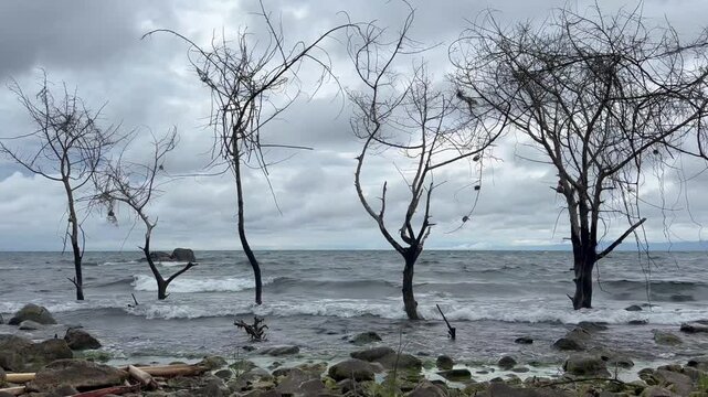 Leafless trees with some weavers nests in Lake Malawi. Nankoma Island, Malawi.