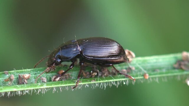 Detailed macro footage of black predatory ground beetle walking on grass stem and feeding on aphids in natural environment