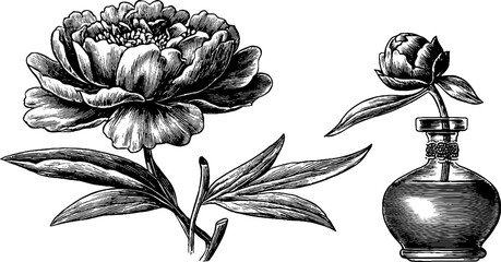 Fototapeta premium Peony bloom and bud illustrated on white background