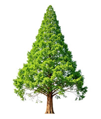 Fototapeta premium This is a full shot of a mature evergreen coniferous tree with dense green foliage, brown trunk and branches, isolated on a striped background.