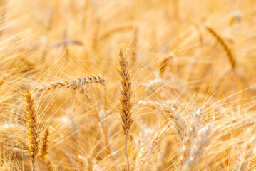 Fototapeta premium Golden wheat ears in a sunlit field. Close up of ripe barley and wheat grain under natural warm sunlight. High quality nature photography.