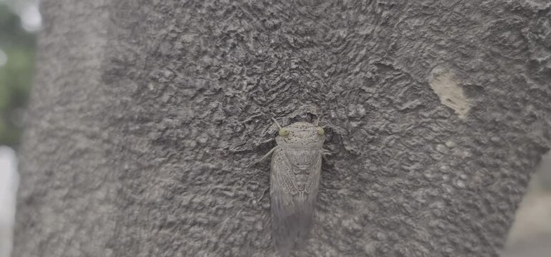 Macro Shot of a Cicada Insect Resting on a Textured Tree Bark in a Natural Forest