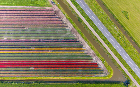 Aerial view of colorful tulip fields with straight rows of red, yellow, and purple flowers next to a diagonal road and water canal in Wognum, North Holland, Netherlands.