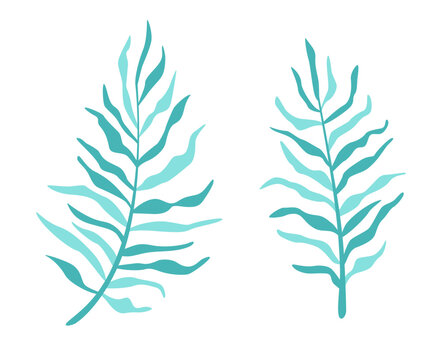 Vector illustration of palm leaves. Hand drawn botanical elements isolated on white background, for summer designs.