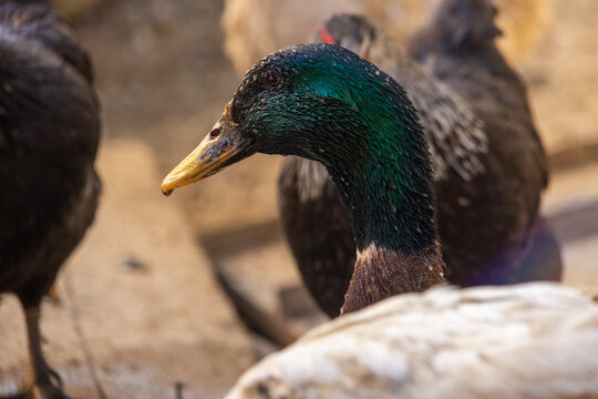 Close up of a duck with iridescent green head covered in tiny water droplets, bending slightly forward in a calm posture, with soft background blur and warm sunlight highlighting texture.