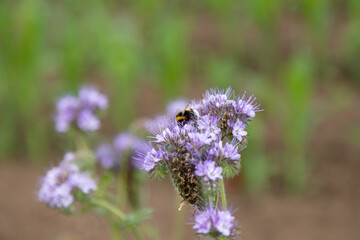 Obraz premium Wild meadow blossoms with bees creating lively aromatic and ecological scene