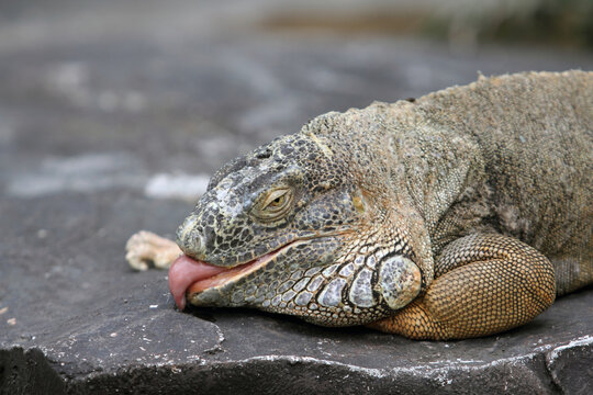 The image features an iguana resting on a rock, likely a green iguana (Iguana iguana) based on the distinctive scale patterns and facial structure.&nbsp;