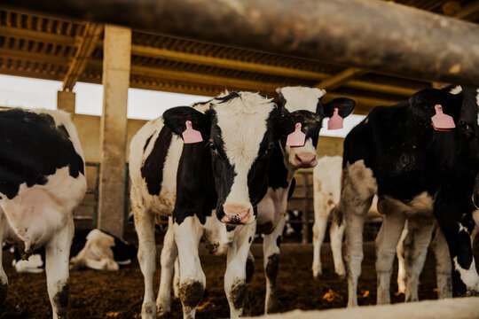 Wide shot of a herd of cows standing inside a barn enclosure on a dairy farm. Sunlight entering from the sides creating strong shadows and warm tones.