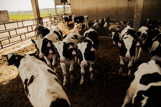 Wide shot of a herd of cows standing inside a barn enclosure on a dairy farm. Sunlight entering from the sides creating strong shadows and warm tones.
