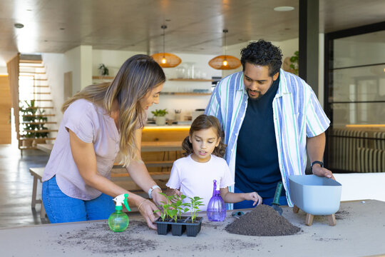 Diverse family potting seedlings and spraying soil in modern kitchen with black seedling tray