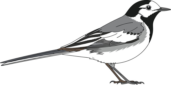 White Wagtail Bird Vector Illustration Featuring Realistic Black and Grey Plumage for Ornithology Education, Nature Conservation, Wildlife Enthusiasts, and Outdoor Environment Graphic Designs