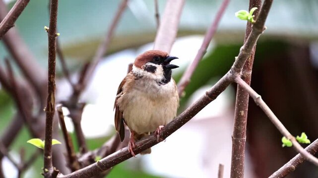 Close-up of a wild Eurasian tree sparrow perched on a thin bare branch with tiny green sprouting buds against a natural bokeh background
