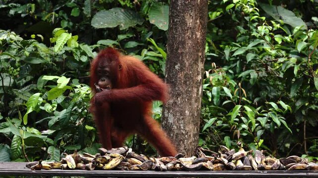 Wild orangutan eating food banana in rainforest, monkeys, national park, Malaysia, wildlife, primates, jungle, forest, nature, animal, habitat, tropical, environment, outdoor, endangered, ape