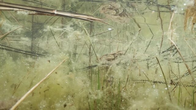Underwater footage of common toads (Bufo bufo) breeding among strings of eggs. The male clasps the female in natural habitat, captured in soft natural light with aquatic plants and murky water.