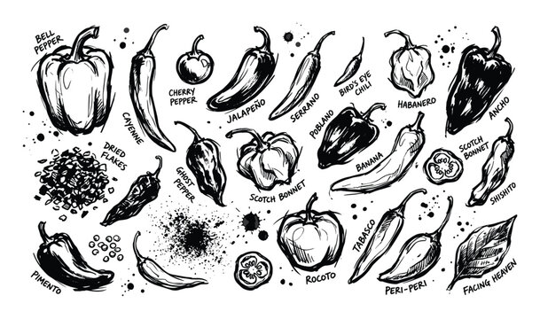 Various types of hand-drawn chili peppers and bell peppers are illustrated in a bold, black and white sketch style