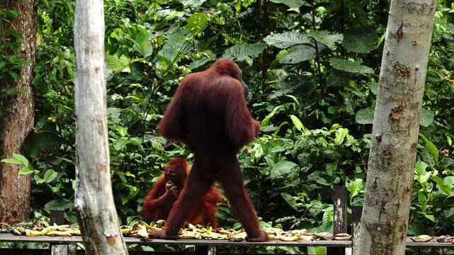 Wild orangutan eating food banana in rainforest, monkeys, national park, Malaysia, wildlife, primates, jungle, forest, nature, animal, habitat, tropical, environment, outdoor, endangered, ape