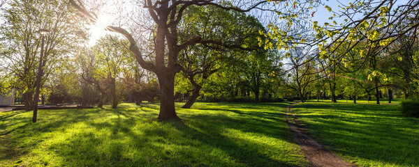 Fototapeta premium Scenic park panorama landscape Magdeburg Germany lush green grass tall trees glowing under warm sunlight. Low angle view captures fresh nature atmosphere, clear blue sky peaceful outdoor environment