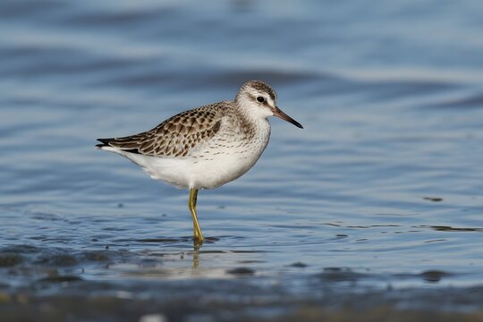 Sanderling bird walking on shallow water