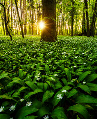 Naklejka premium Warm morning sunlight shining through trees illuminating forest floor covered with blooming wild garlic. Fresh green foliage, spring atmosphere and natural woodland landscape.