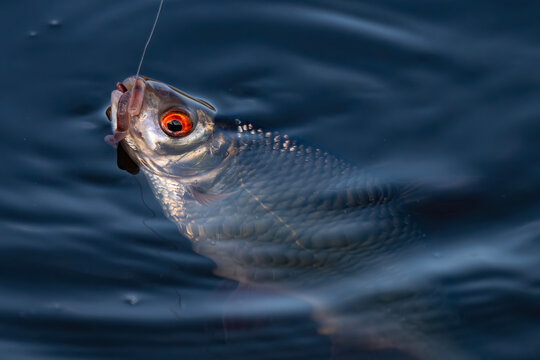 Common roach (Rutilus rutilus) hooked and being pulled from water surface in Venta river, Latvia. Ripples and tension capture active angling moment.