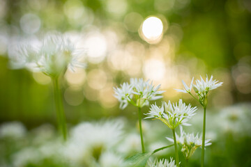 Fototapeta premium Close up macro view of blooming wild garlic flowers in forest with soft golden sunlight and blurred background. Fresh spring atmosphere, natural greenery and shallow depth of field.