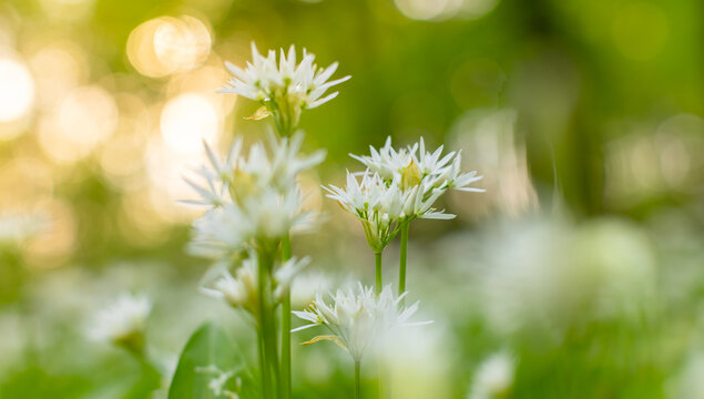 Close up macro view of blooming wild garlic flowers in forest with soft golden sunlight and blurred background. Fresh spring atmosphere, natural greenery and shallow depth of field.